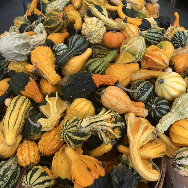 Autumn Gourds